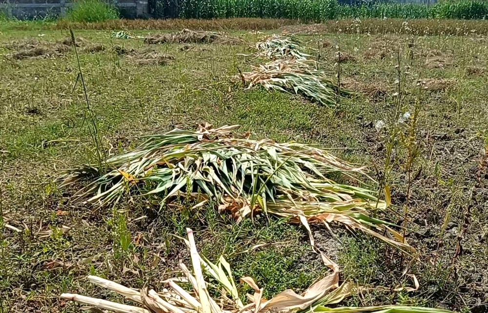 চাটমোহরে কৃষকের মসুর ও ভুট্টা কেটে ফেলার অভিযোগ